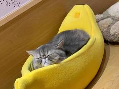 -滚猫咖啡·猫咖·猫友好撸猫(未来城店)