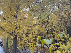 -遵化市禅林寺古银杏风景园