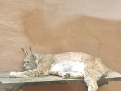 -青藏高原野生动物园