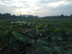 -白鹭湾湿地公园