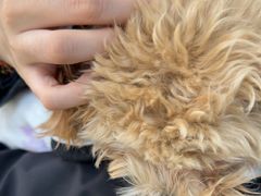 -瑞派·关忠动物医院·猫专科·犬专科(三环新城店)