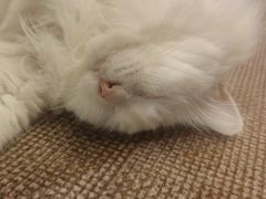 -有猫主题·治愈系猫咖(曾厝垵店)