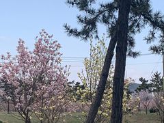 -羊亭河湿地公园