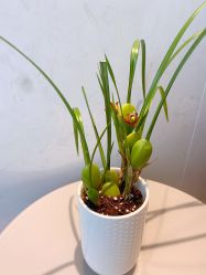 -茉本spa美肌社