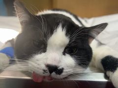 -艾贝尔宠物医院·24H转诊中心·肿瘤猫专科(江宁双龙店)