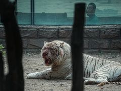 -北京野生动物园