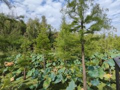 -昆山城市生态森林公园