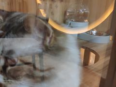 -白兔子密室(长寿路店)