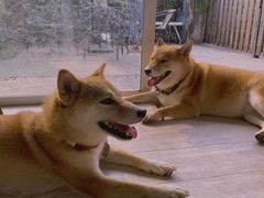 -柴犬高等学院·狗咖·柴犬售卖·宠物训练