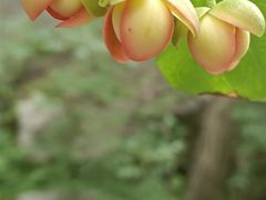 -秦岭终南山世界地质公园翠华山景区