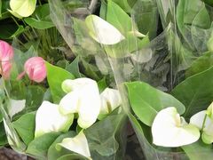 -龙大花卉苗木市场