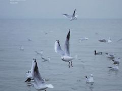 -深圳湾公园(南山区)