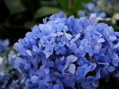 -上海吴淞炮台湾国家湿地公园