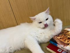 -飞行喵MR PILOT|猫舍·猫咖(静安大融城店)