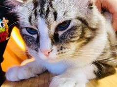 -白兔子密室(长寿路店)