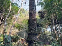 -中国科学院西双版纳热带植物园