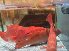 -阿伟海鲜楼·福建菜(延寿店)
