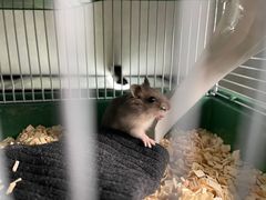 -钓仓鼠(洋桥北里小区店)