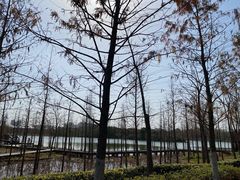 -昆山城市生态森林公园