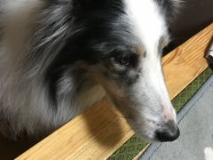 -美联众合动物医院·24h京西诊疗中心