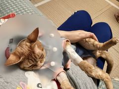 -美联众合动物医院·24h京西诊疗中心