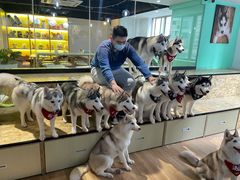 -Husky Go! 哈士奇体验馆·宠物咖啡厅狗咖