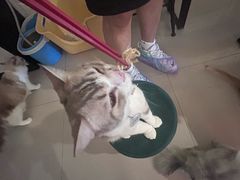 -平行世界·猫咖(首经贸店)