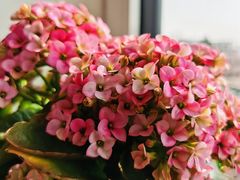 -中环花鸟鱼虫市场