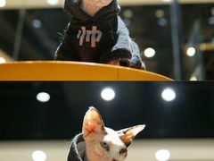 -藏猫猫咖啡主题馆(中央大道店)