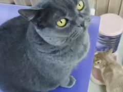 -鼓捣猫呢主题猫咖店