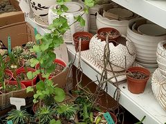 -龙大花卉苗木市场