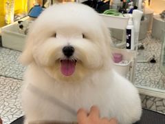 -momokira米努特·德文卷毛猫·棉花面纱犬