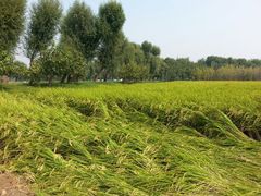 android_upload_pic-稻香湖景酒店