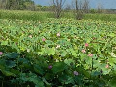 -野鸭湖国家湿地公园