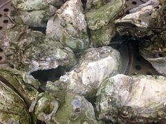 桑拿蚝-蚝专家(北滘店)