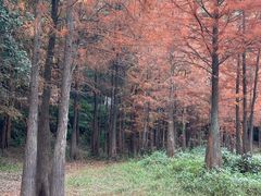 -番禺大夫山森林公园