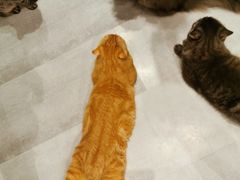 -猫儿山۰猫主题餐厅