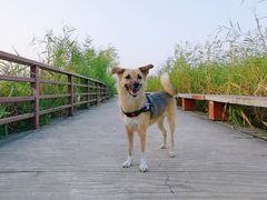 -绿堤公园