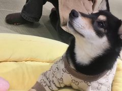 -逗柴咖啡屋·狗咖猫咖宠物桌游