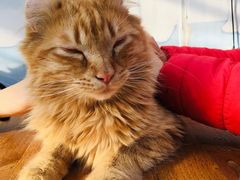 -猫小院猫主题咖啡厅(北锣店)