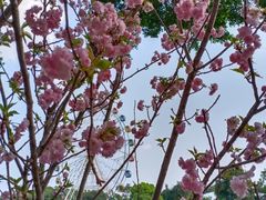 -观澜湖生态运动公社