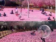 -古柏渡丰乐樱花园