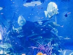 -迪拜帆船酒店海底餐厅