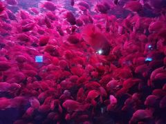 -太平洋海底世界餐厅