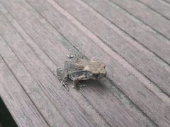 -上海市保健医疗中心