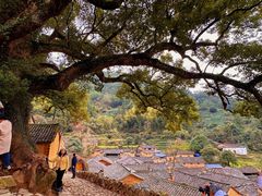 -杨家堂村