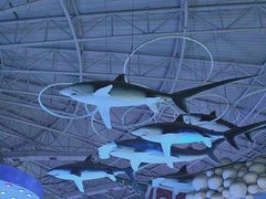 -烟台海昌鲸鲨海洋公园
