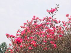 -木兰云雾山