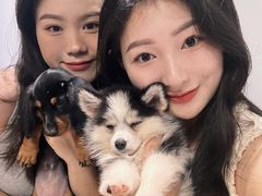 -小狗上班·狗咖·猫咖·小奶狗·摄影(南山店)