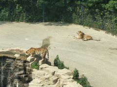 -大连森林动物园